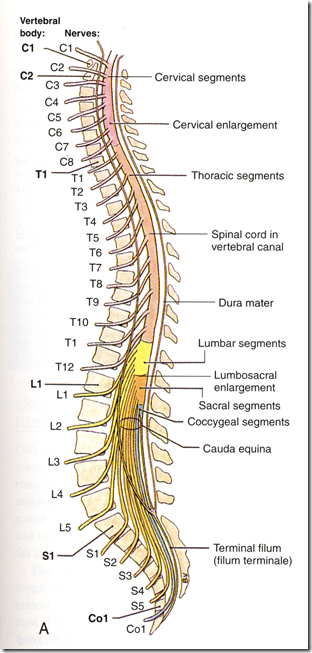 Organisation of Peripheral Nervous System & Spinal Cord